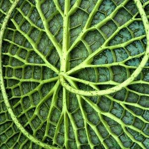 Meet your Posher, Rick